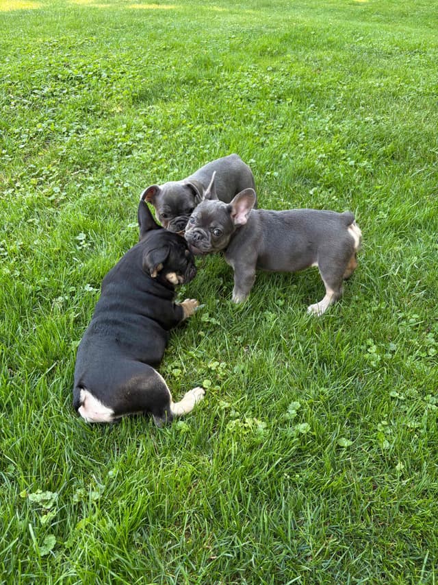 French Bulldog Puppies media 21