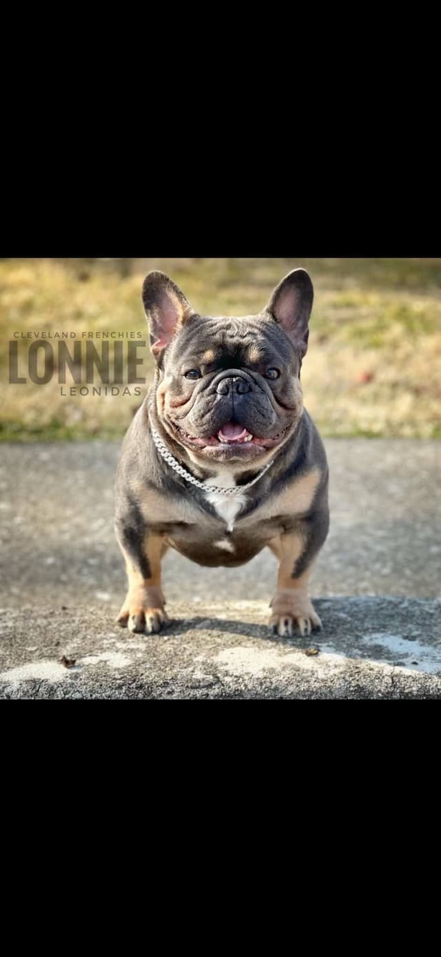 French Bulldog Puppies media 22