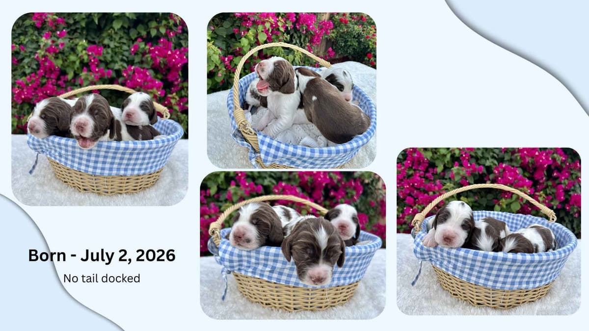 English Springer Spaniel Puppies breeder image 1