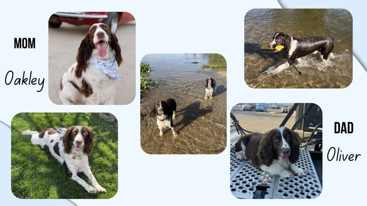 English Springer Spaniel Puppies breeder image 2