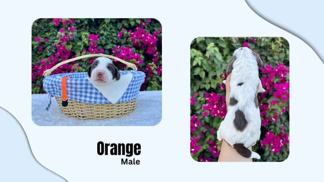 English Springer Spaniel Puppies media 2