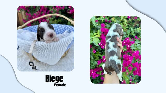 English Springer Spaniel Puppies media 3
