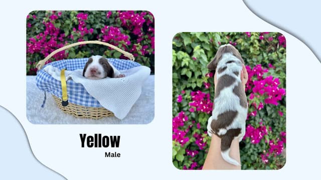 English Springer Spaniel Puppies media 4