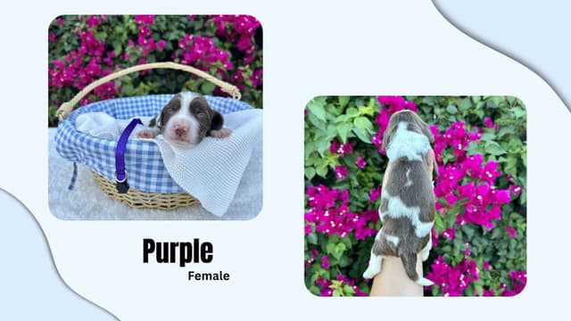 English Springer Spaniel Puppies media 6