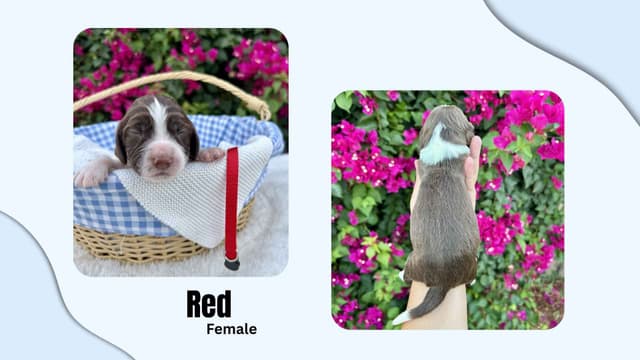 English Springer Spaniel Puppies media 5