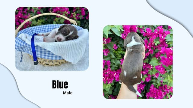 English Springer Spaniel Puppies media 7