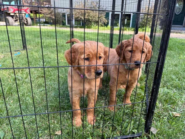 Golden Retriever Puppies media 3