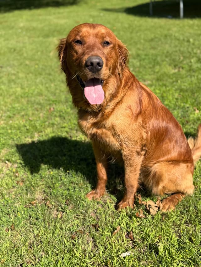 Golden Retriever Puppies media 7