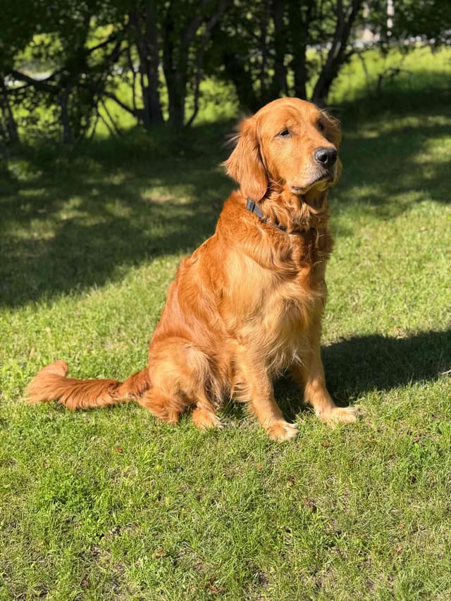 Golden Retriever Puppies media 8