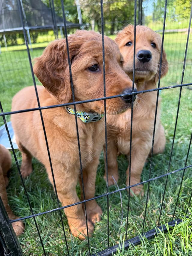 Golden Retriever Puppies media 4