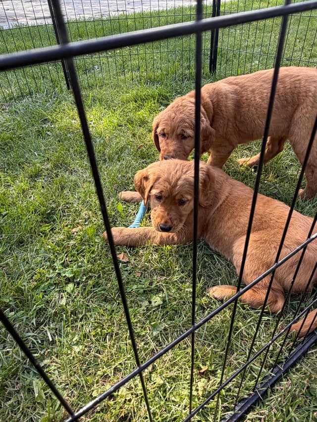 Golden Retriever Puppies media 5