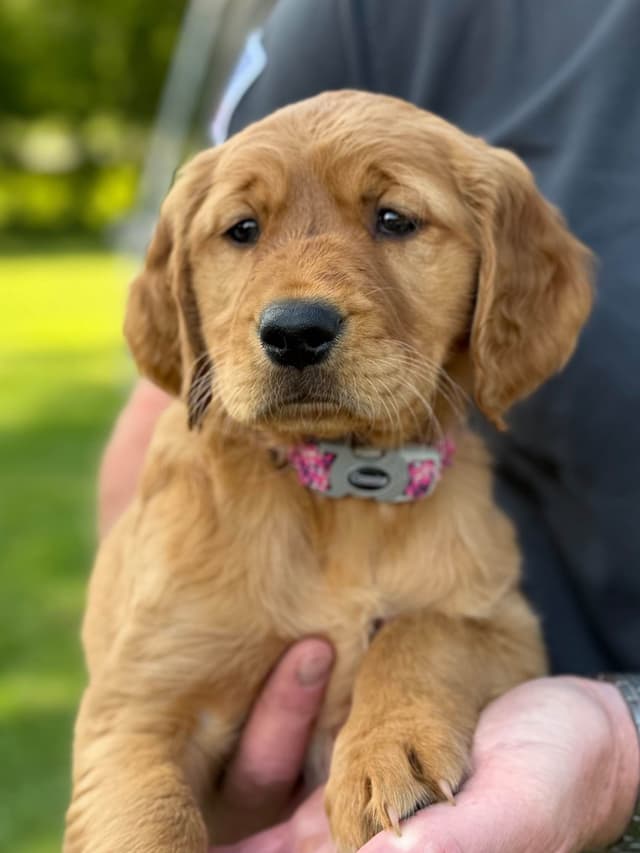 Golden Retriever Puppies media 2