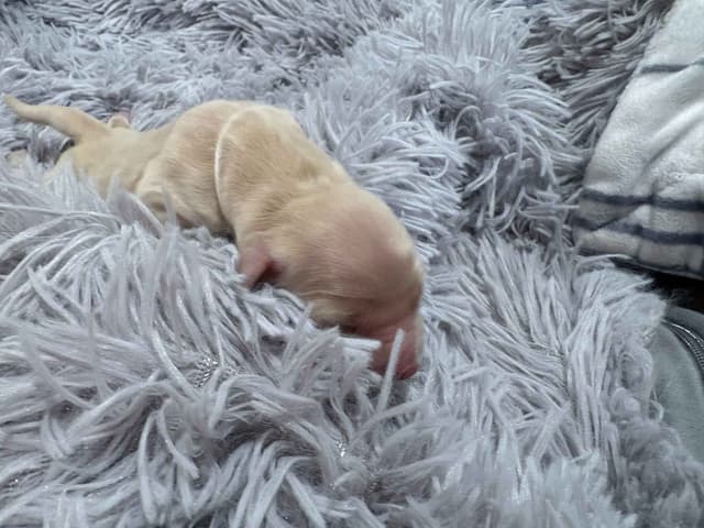 Golden Retriever Puppies media 2