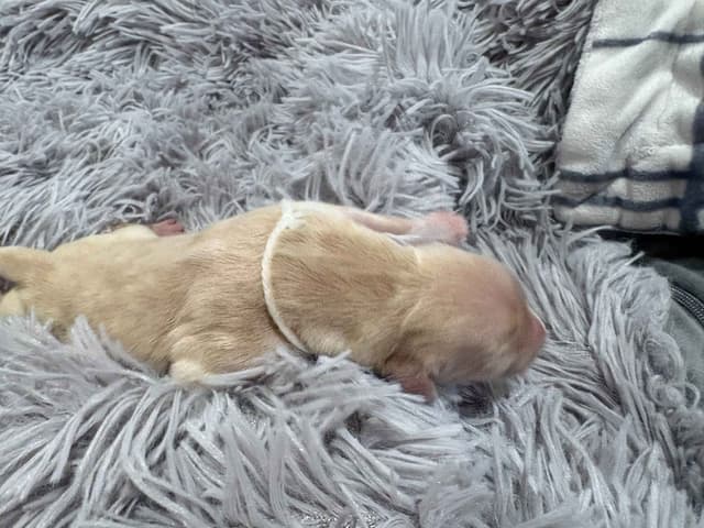 Golden Retriever Puppies media 3