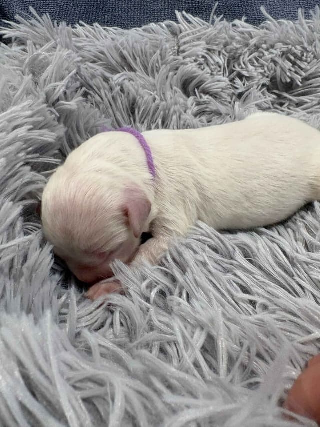 Golden Retriever Puppies media 4