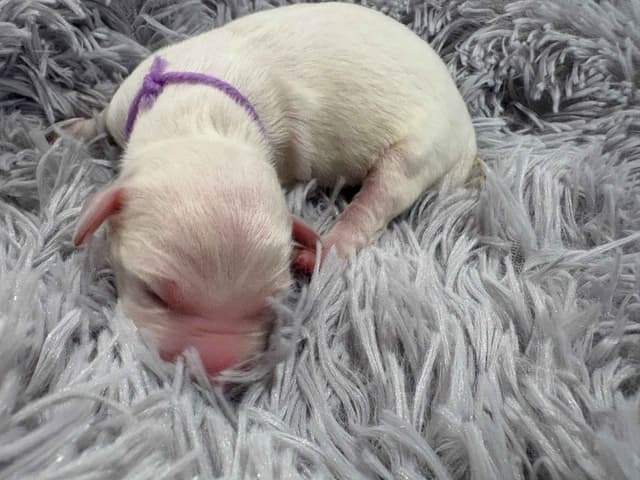 Golden Retriever Puppies media 5
