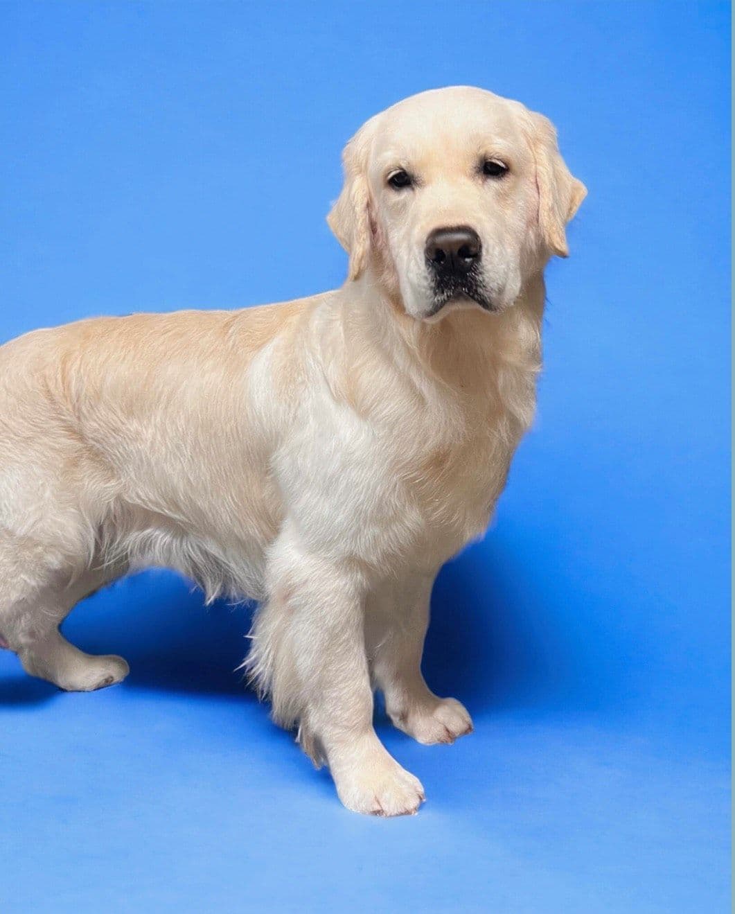 Golden Retriever Puppies breeder image 2