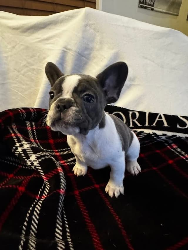 French Bulldog Pups media 2