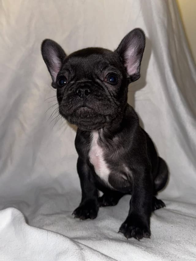 French Bulldog Pups media 3
