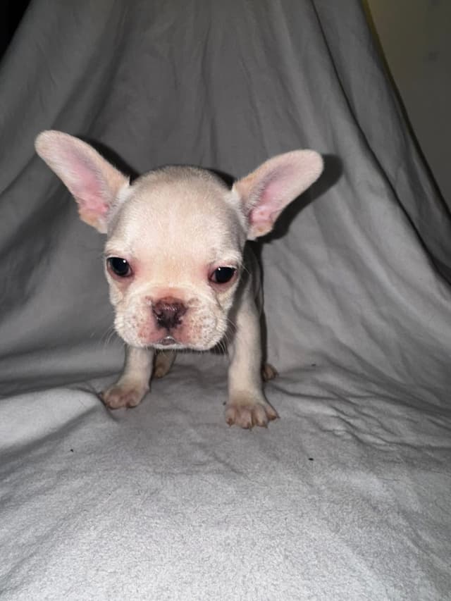 French Bulldog Pups media 5