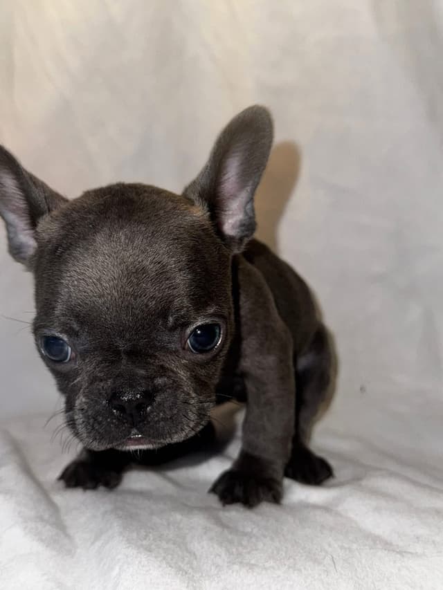 French Bulldog Pups media 4