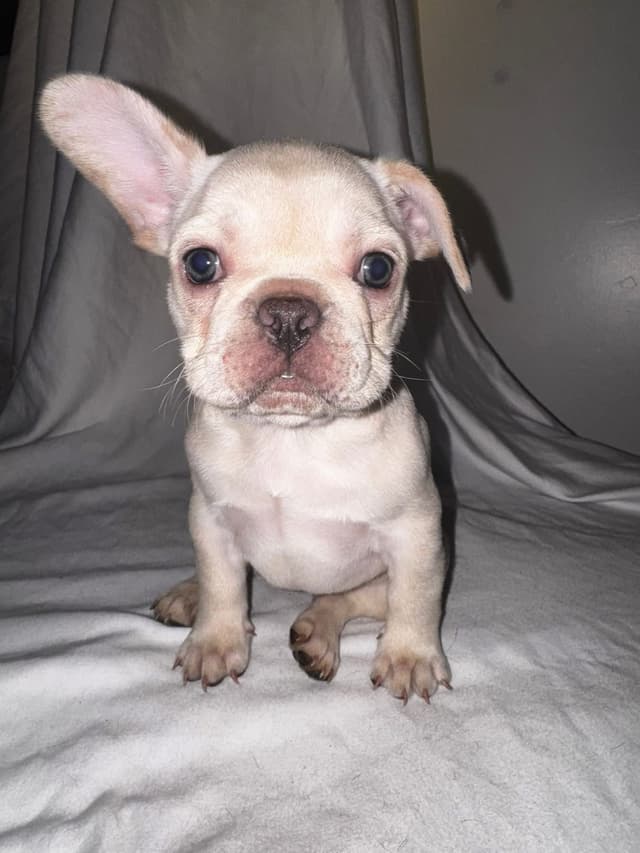 French Bulldog Pups media 6