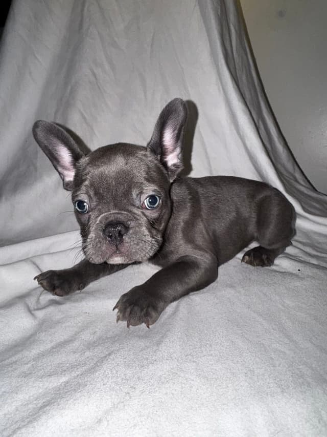 French Bulldog Pups media 7