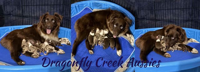 Australian Shepherd Puppies media 2