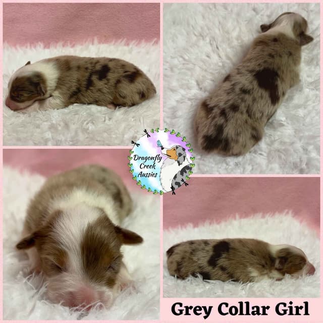 Australian Shepherd Puppies media 3