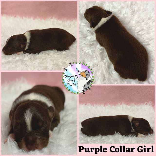 Australian Shepherd Puppies media 4