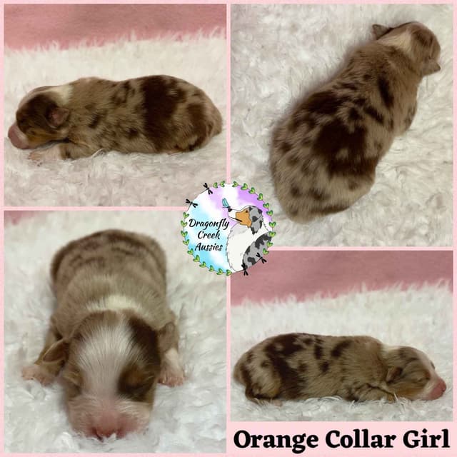 Australian Shepherd Puppies media 5