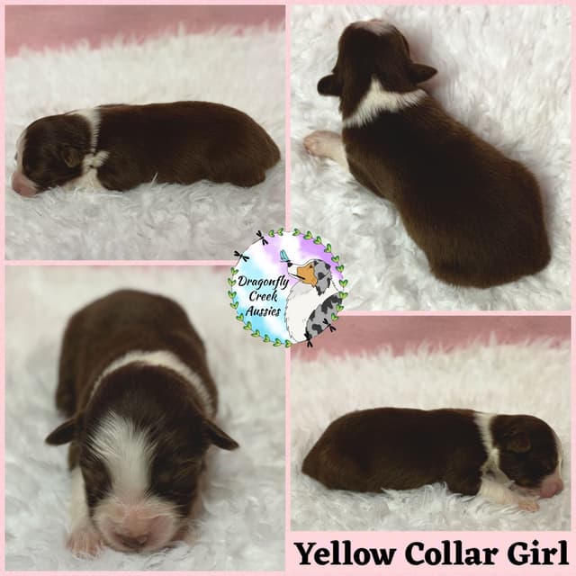 Australian Shepherd Puppies media 6