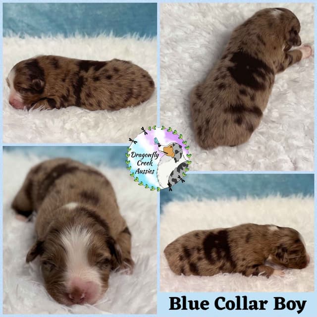 Australian Shepherd Puppies media 7