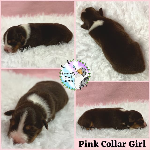 Australian Shepherd Puppies media 8