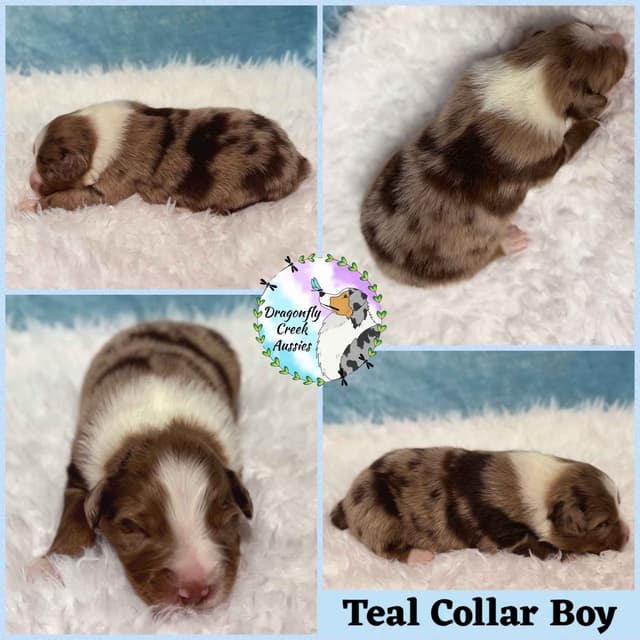 Australian Shepherd Puppies media 9