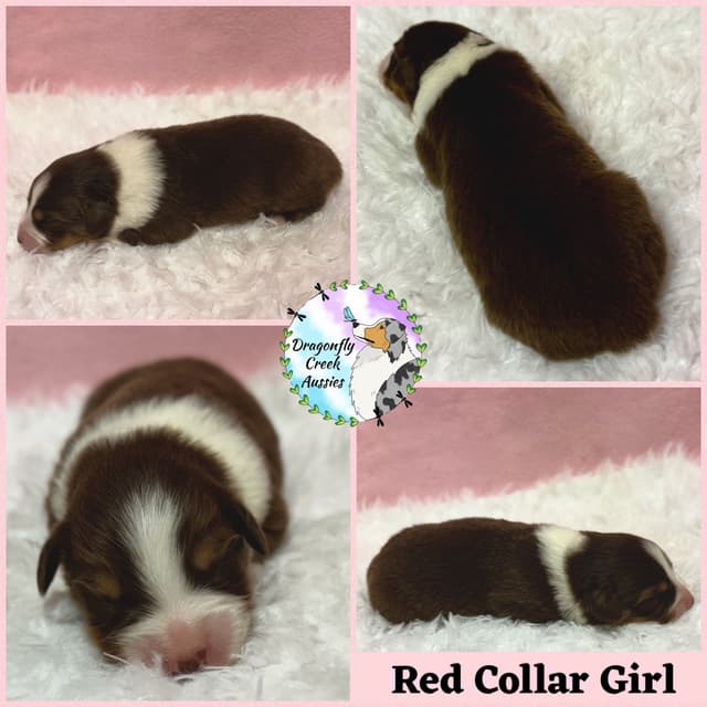 Australian Shepherd Puppies media 10