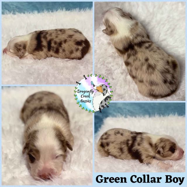 Australian Shepherd Puppies media 11