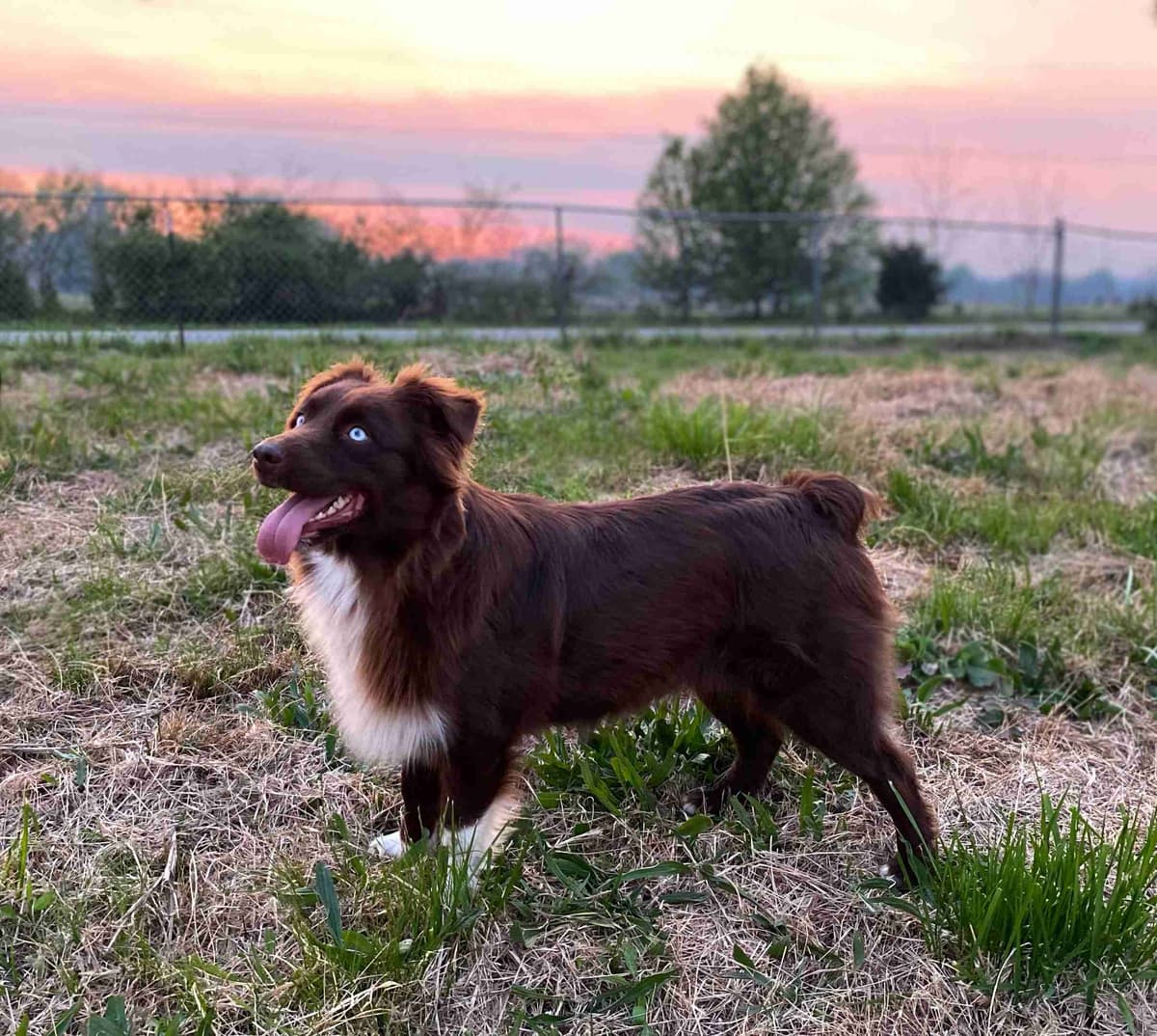 Australian Shepherd Puppies breeder image 1