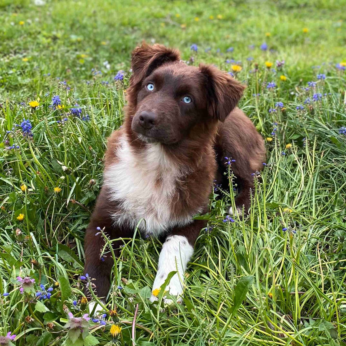 Australian Shepherd Puppies breeder image 3
