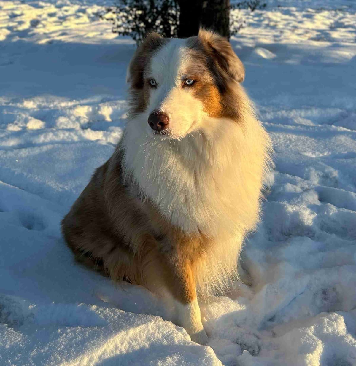 Australian Shepherd Puppies breeder image 4