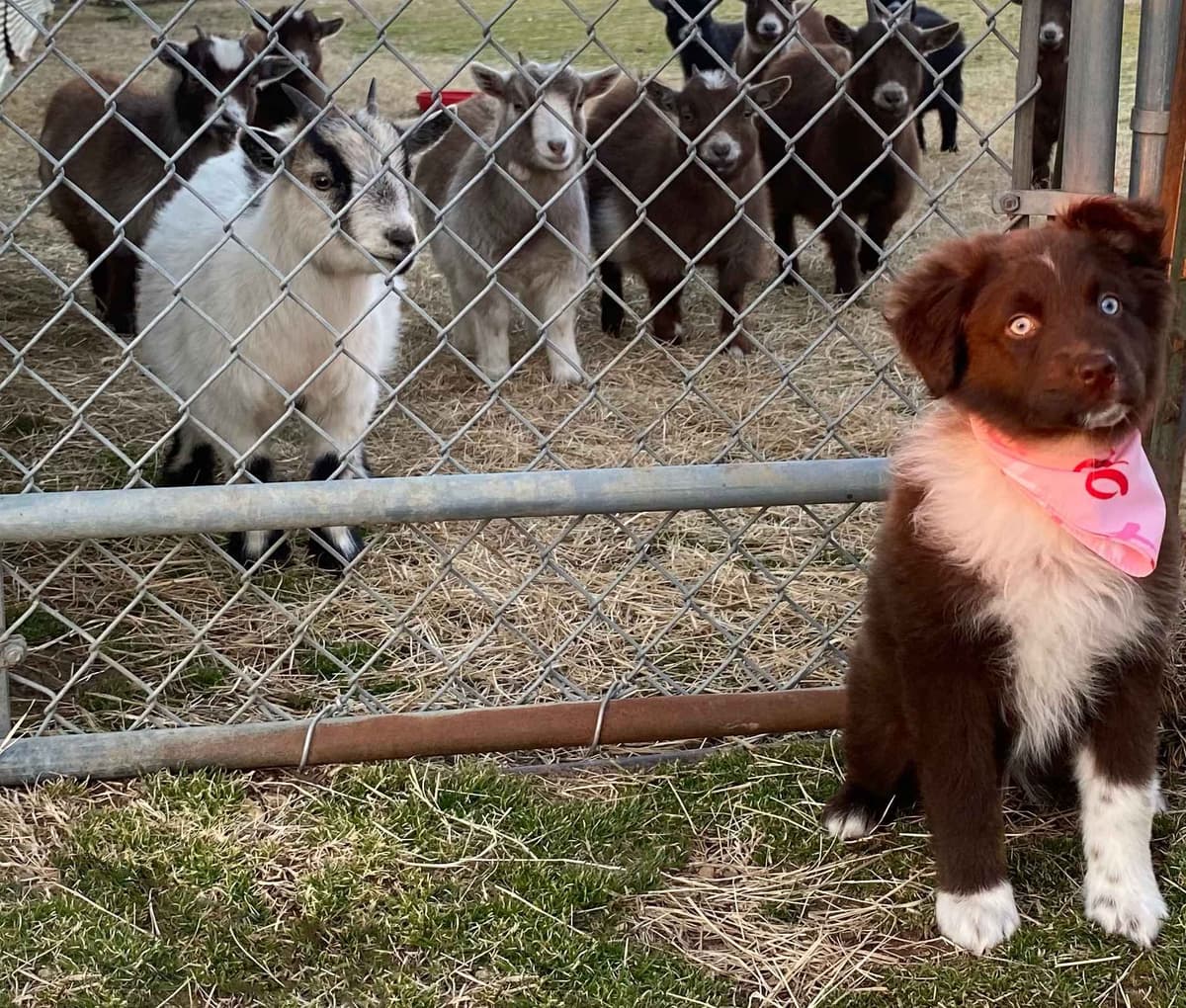 Australian Shepherd Puppies breeder image 5
