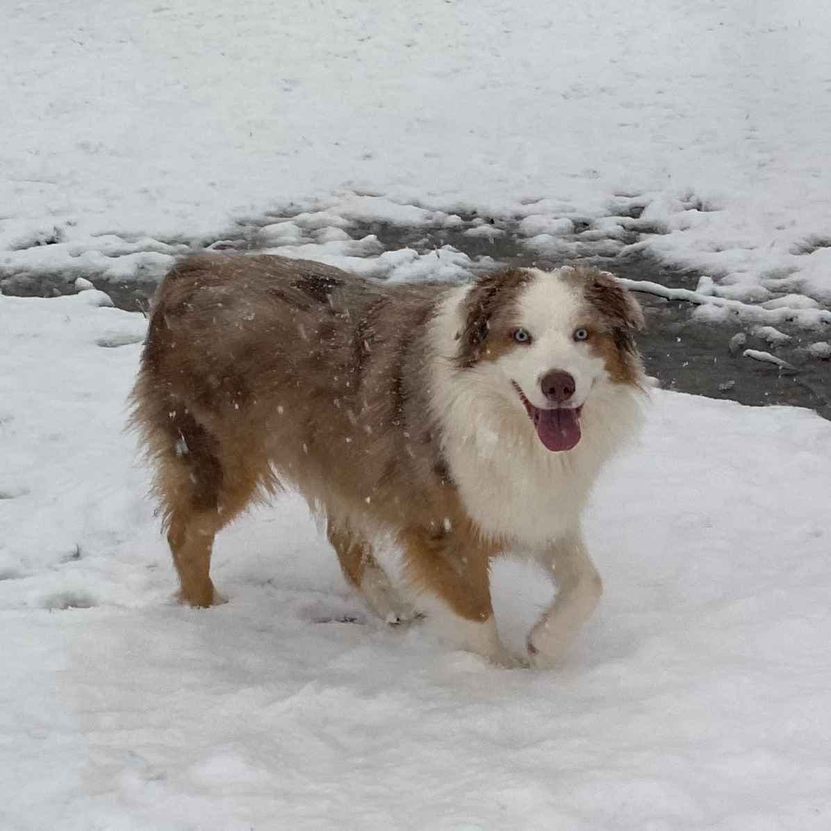 Australian Shepherd Puppies breeder image 6