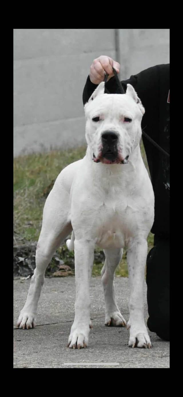 Multi champion sired Dogo Argentino Puppies. media 2