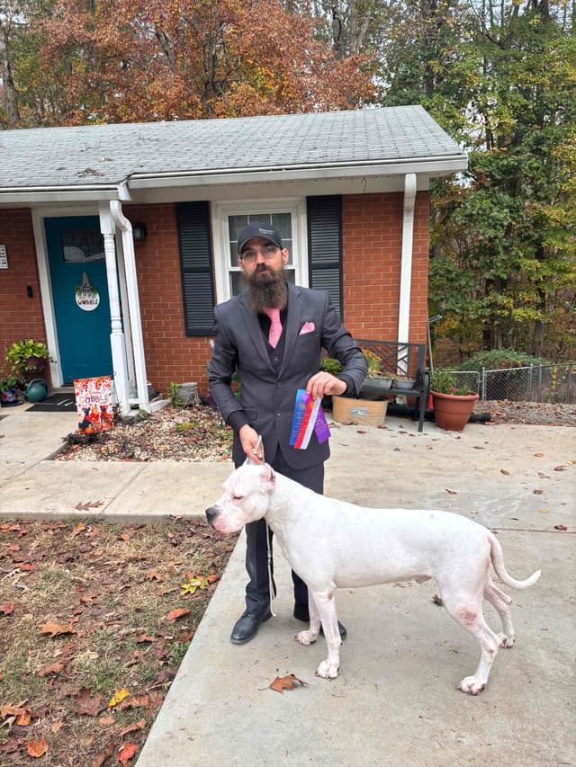 Multi champion sired Dogo Argentino Puppies. media 3