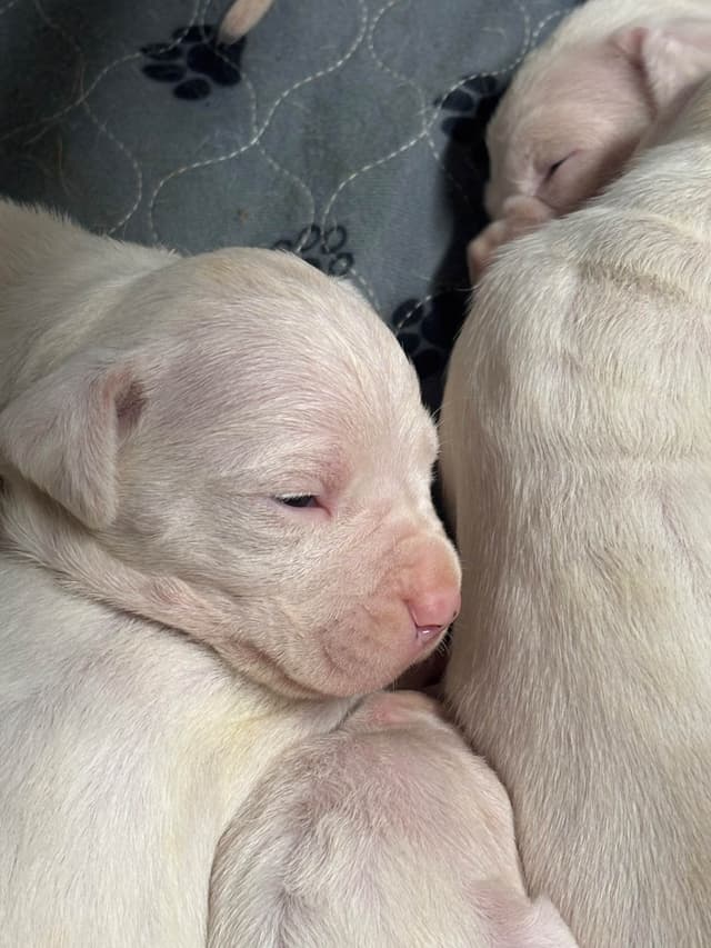 Multi champion sired Dogo Argentino Puppies. media 4