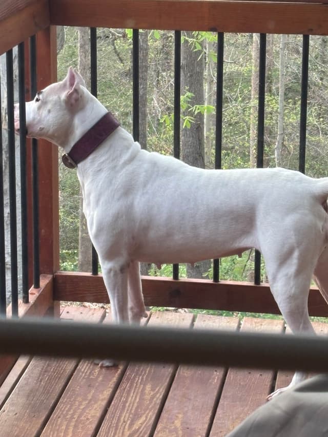 Multi champion sired Dogo Argentino Puppies. media 5