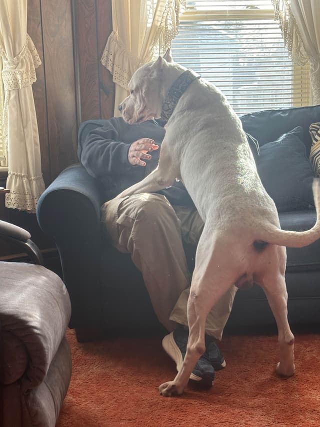 Multi champion sired Dogo Argentino Puppies. media 6
