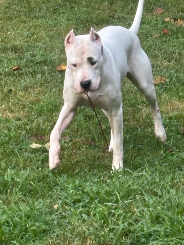 Multi champion sired Dogo Argentino Puppies. media 7