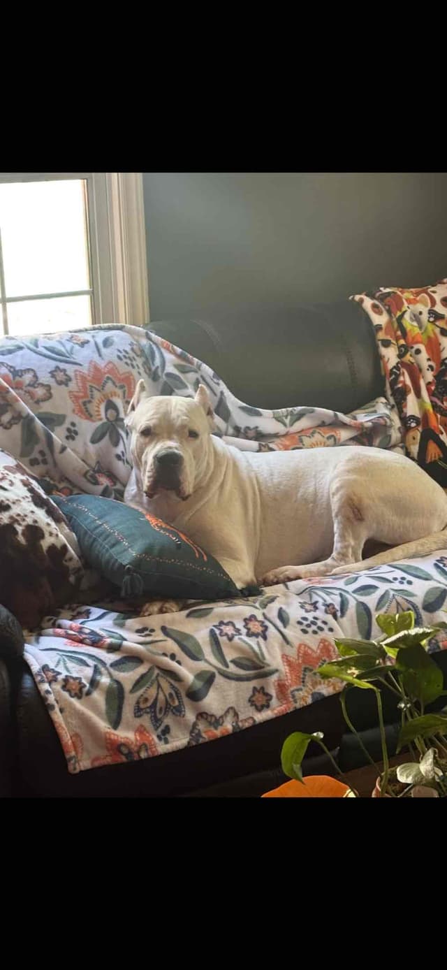 Multi champion sired Dogo Argentino Puppies. media 8