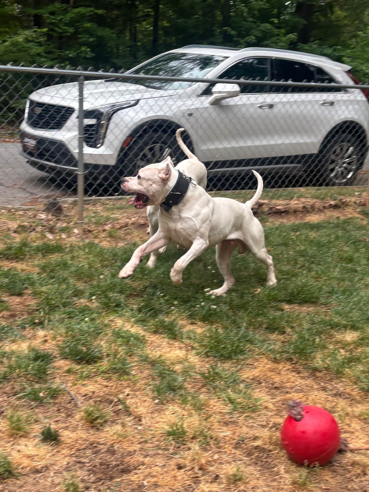 Multi champion sired Dogo Argentino Puppies. breeder image 1